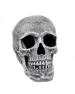 Large Realistic Skull Prop