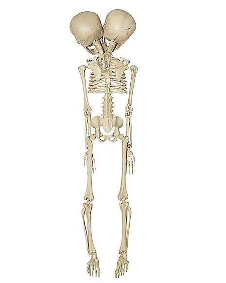 20 Inch Two-Headed Skeleton 4 20 Inch Two-Headed Skeleton - Image 2