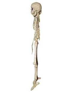 20 Inch Two-Headed Skeleton 7 20 Inch Two-Headed Skeleton -Halloween Decoration Shop 01344241 c