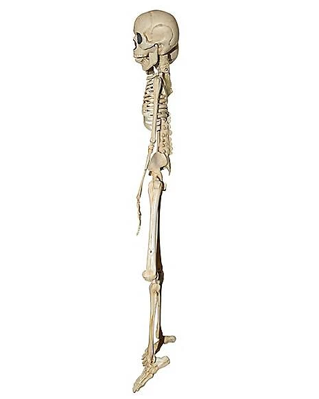 20 Inch Two-Headed Skeleton 5 20 Inch Two-Headed Skeleton - Image 3