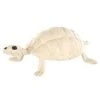 Skeleton Turtle - Decorations 2 Skeleton Turtle - Decorations -Halloween Decoration Shop 01387117 a