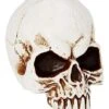 Jawless Skull -Halloween Decoration Shop 01475961 a