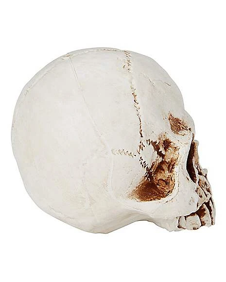 Jawless Skull 4 Jawless Skull - Image 2