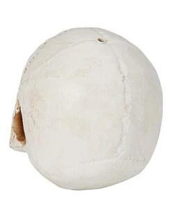 Jawless Skull 7 Jawless Skull -Halloween Decoration Shop 01475961 c