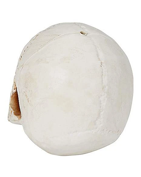 Jawless Skull 5 Jawless Skull - Image 3