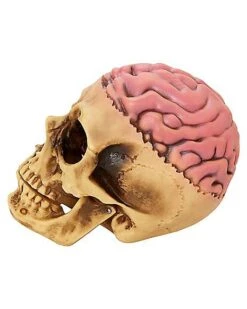 Skull With Brain Decoration 9 Skull With Brain Decoration -Halloween Decoration Shop 01573070 d