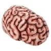 Brain Prop