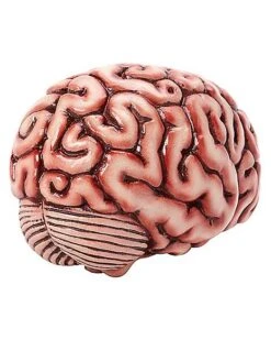 Brain Prop 9 Brain Prop -Halloween Decoration Shop 01588334 d