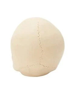 Jawless Skull Set - 3 Pack -Halloween Decoration Shop 07641780 d